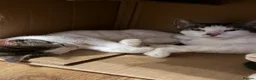 Mixed Breed cats for sale: Half Sphynx boy  - Advert 11