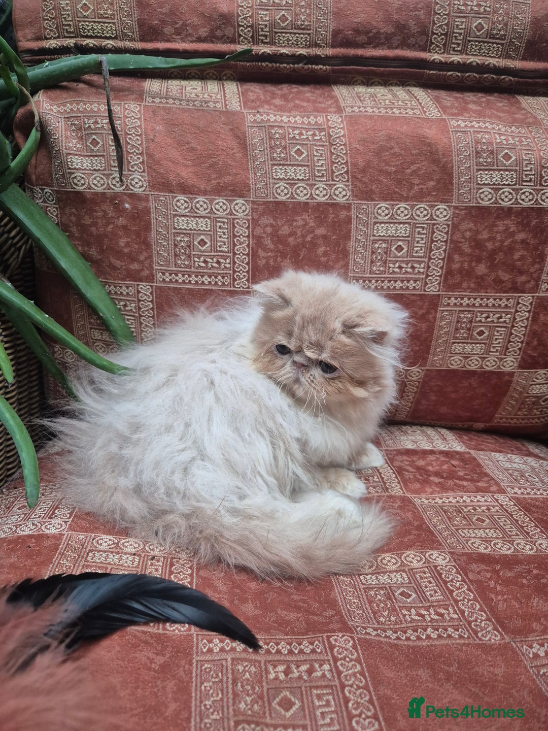 Persian cats for sale: 💙READY NOW💙🏆Champion sired Persian boy💙 😸  - Advert 4