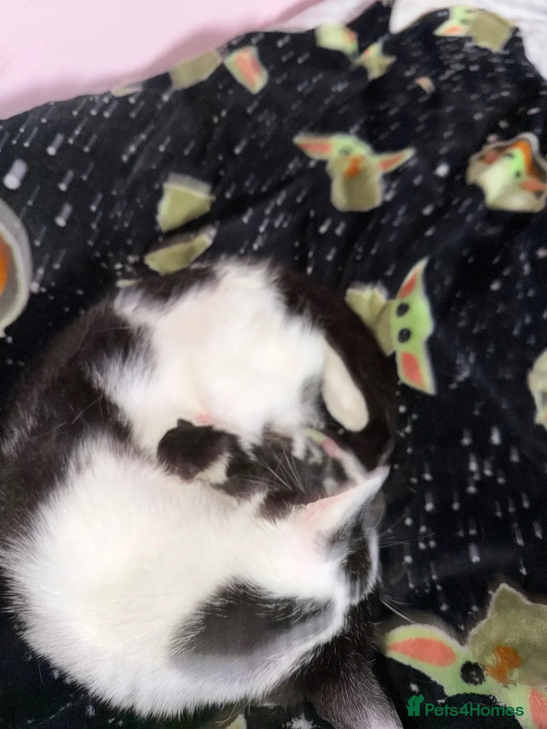 Mixed Breed cats for sale: 2 little kittens looking for a loving home forlife - Advert 6