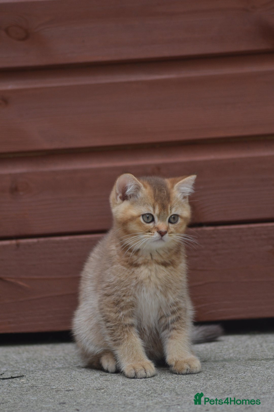 British Shorthair cats for sale: Last kitten left: TICA Golden Black Shaded BSH/BLH - Image 18