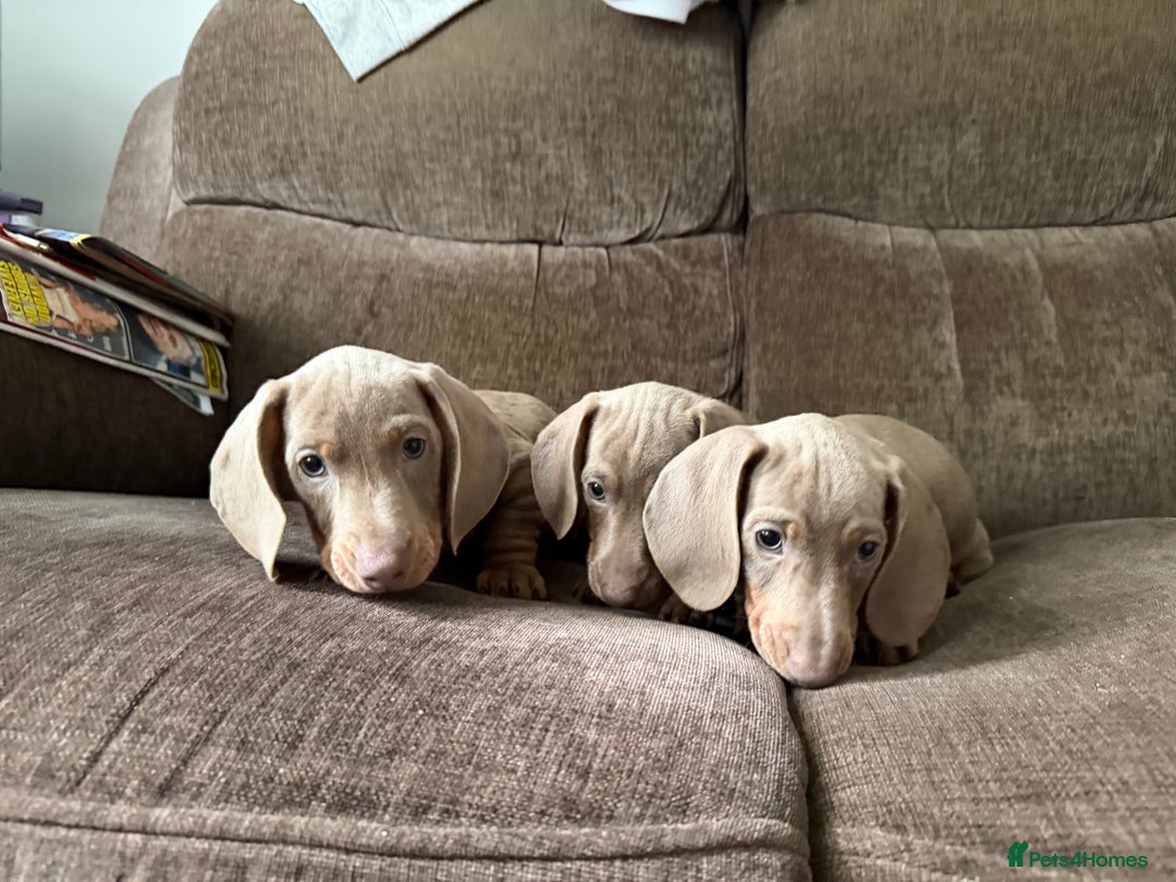 Dachshund dogs for sale: Miniature Dachshund Puppies for sale  - Image 3
