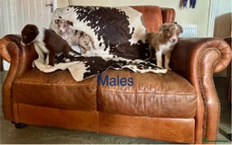 Border Collie dogs for sale: Stunning Merle Border Collie puppies.  - Image 4