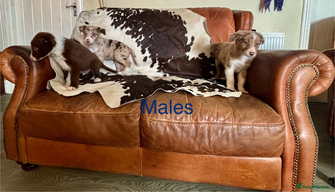 Border Collie dogs for sale: Stunning Merle Border Collie puppies.  - Image 4