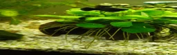Mollies fish for sale: Black Molly fish  in Goole - Advert 2