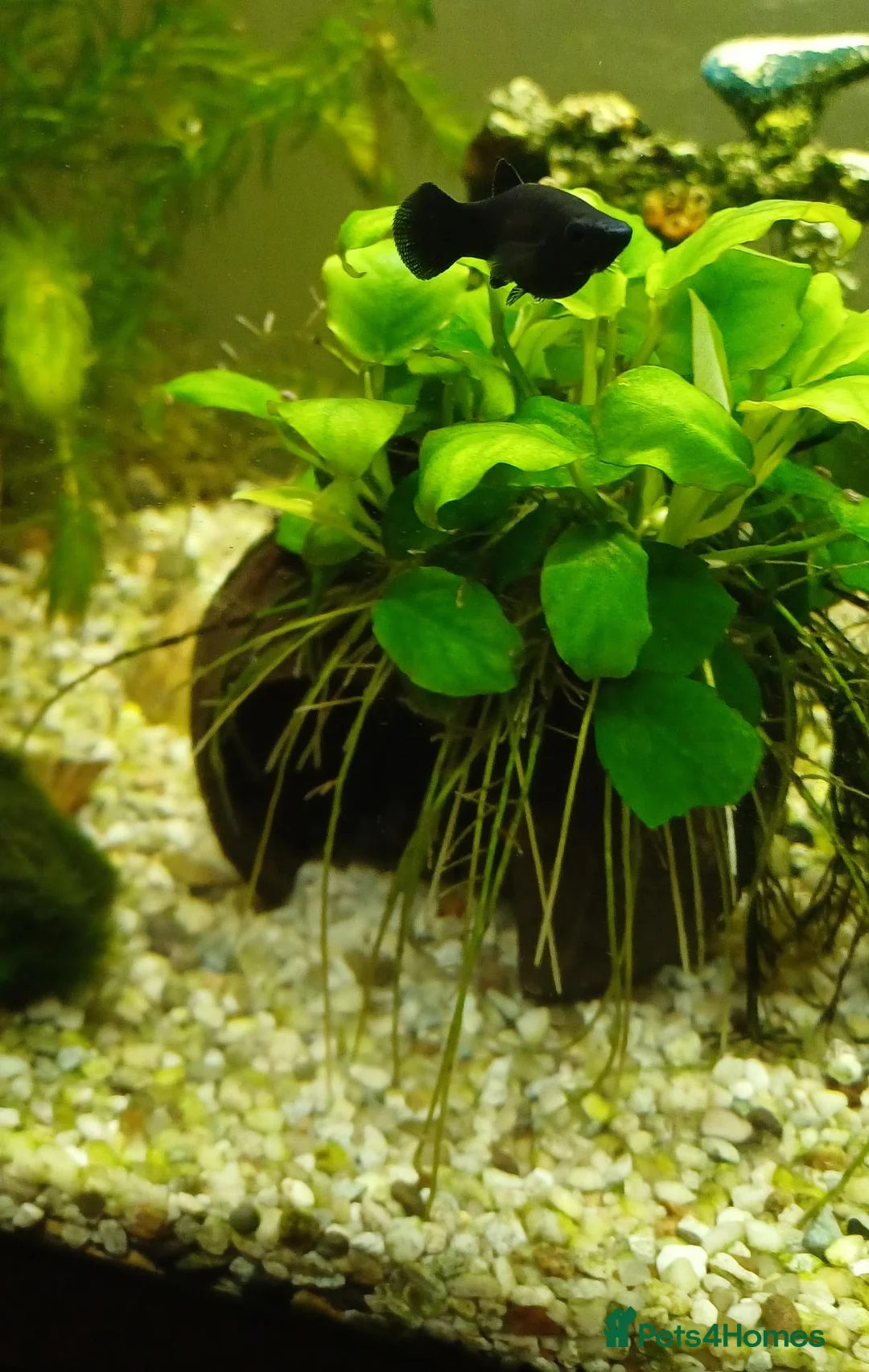 Mollies fish for sale: Black Molly fish  in Goole - Advert 2