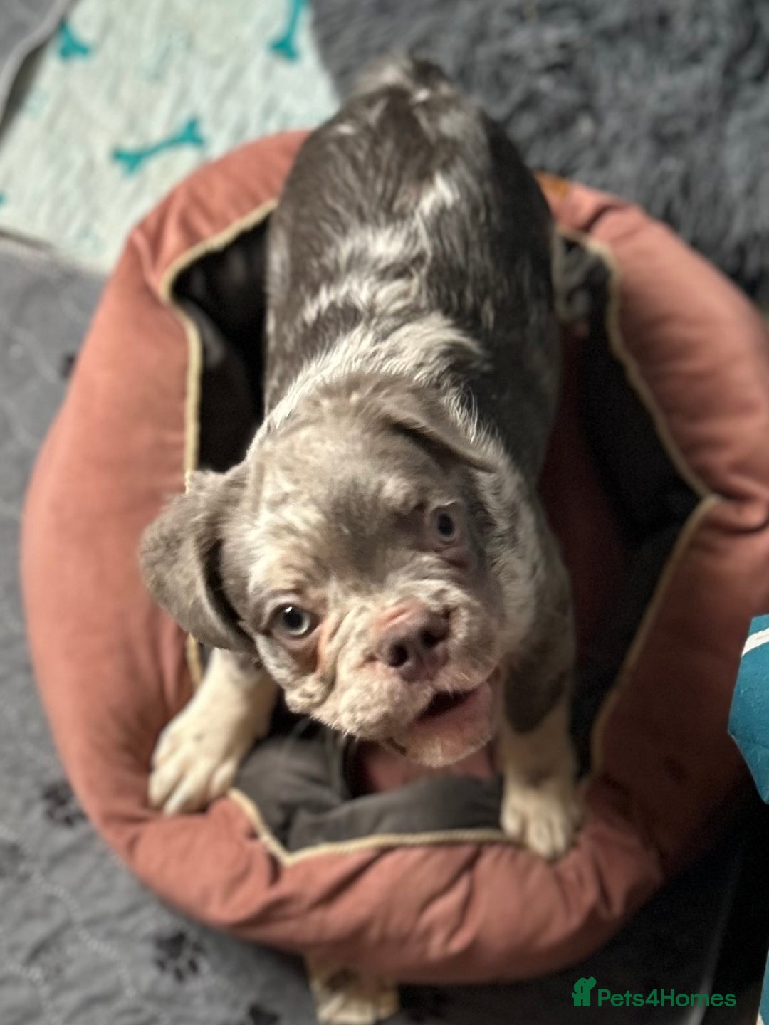 French Bulldog dogs for sale: x2 boys🔥🐾Ready Now🔥🐾Fluffy French bulldogs🔥🐾 in Rotherham - Image 25