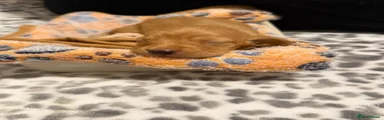 Miniature Dachshund 3