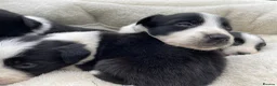 Border Collie dogs for sale: Beautiful Border Collie Puppies in Grassington - Advert 8
