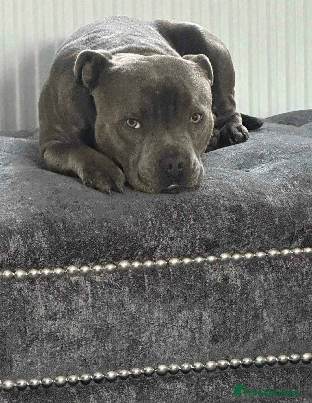Staffordshire Bull Terrier dogs for sale: 🐾SPECTACULAR BLUE STAFFORDSHIRE BULL TERRIERS 🐾 - Advert 11