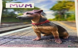 Jack Russell dogs for sale: Jack Russell puppies. - Image 9