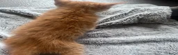 Mixed Breed cats for sale: Stunning 8 week Old Mix Breed kittens - Advert 10