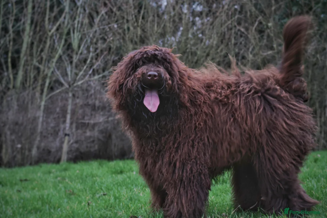 Labradoodle dogs for stud: F4 Standard Labradoodle (Fully Health Tested) - Advert 3