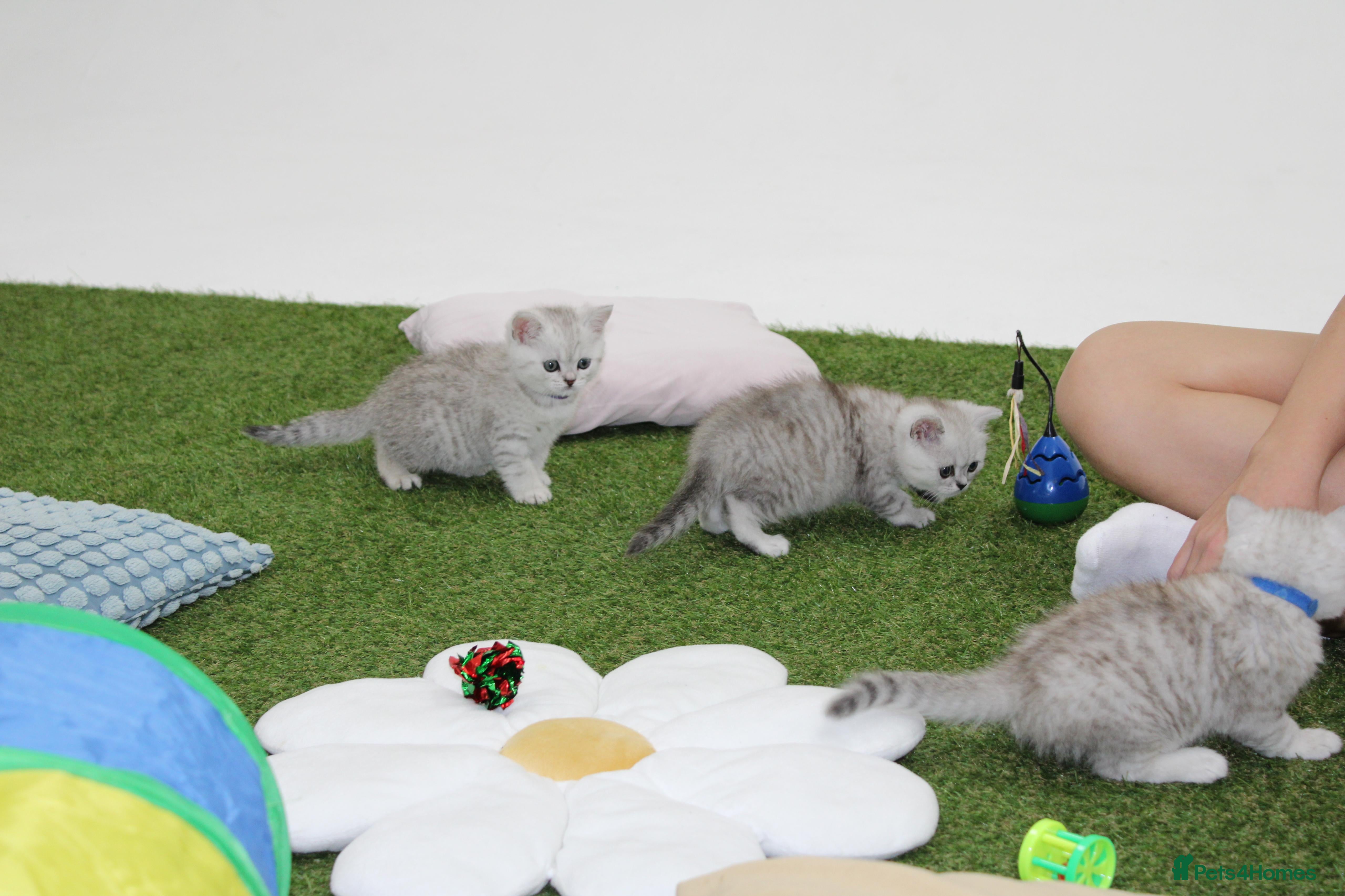 British Shorthair cats Last 1 left Silver/White British Shorthair Kittens - Advert 2