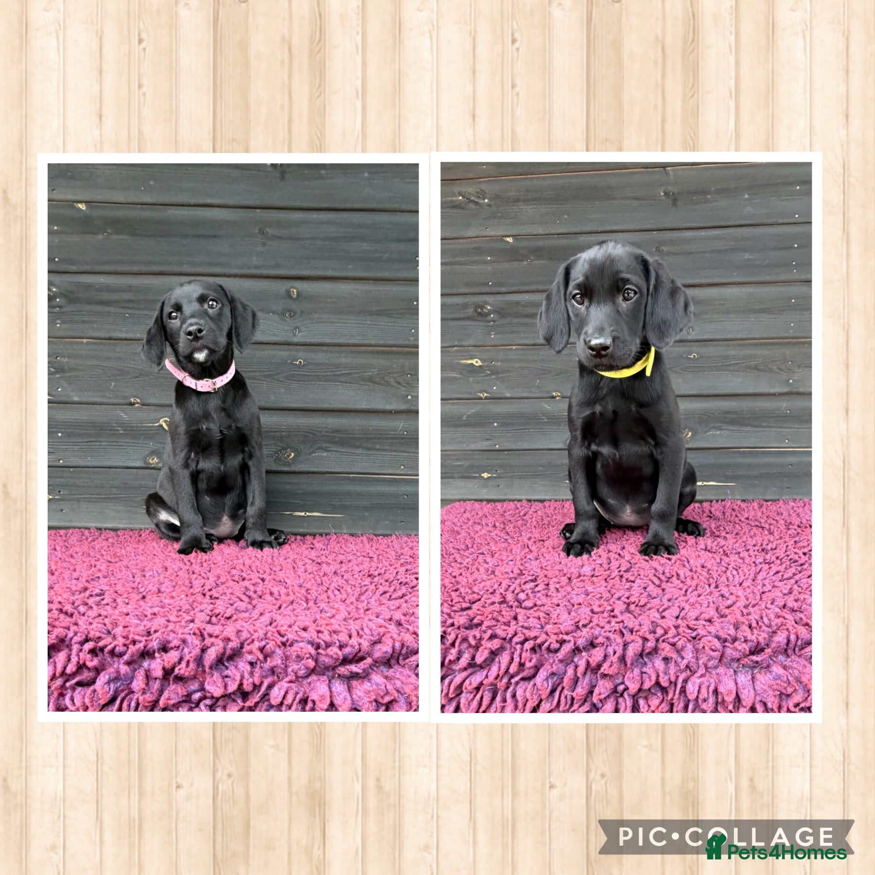 Mixed Breed dogs 2/8 LABMARANER PUPS READY FROM 2ND MAY  - Advert 2