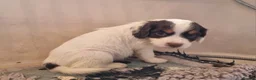 Cocker Spaniel dogs for sale: Fantastic Working Cockers  - Advert 3
