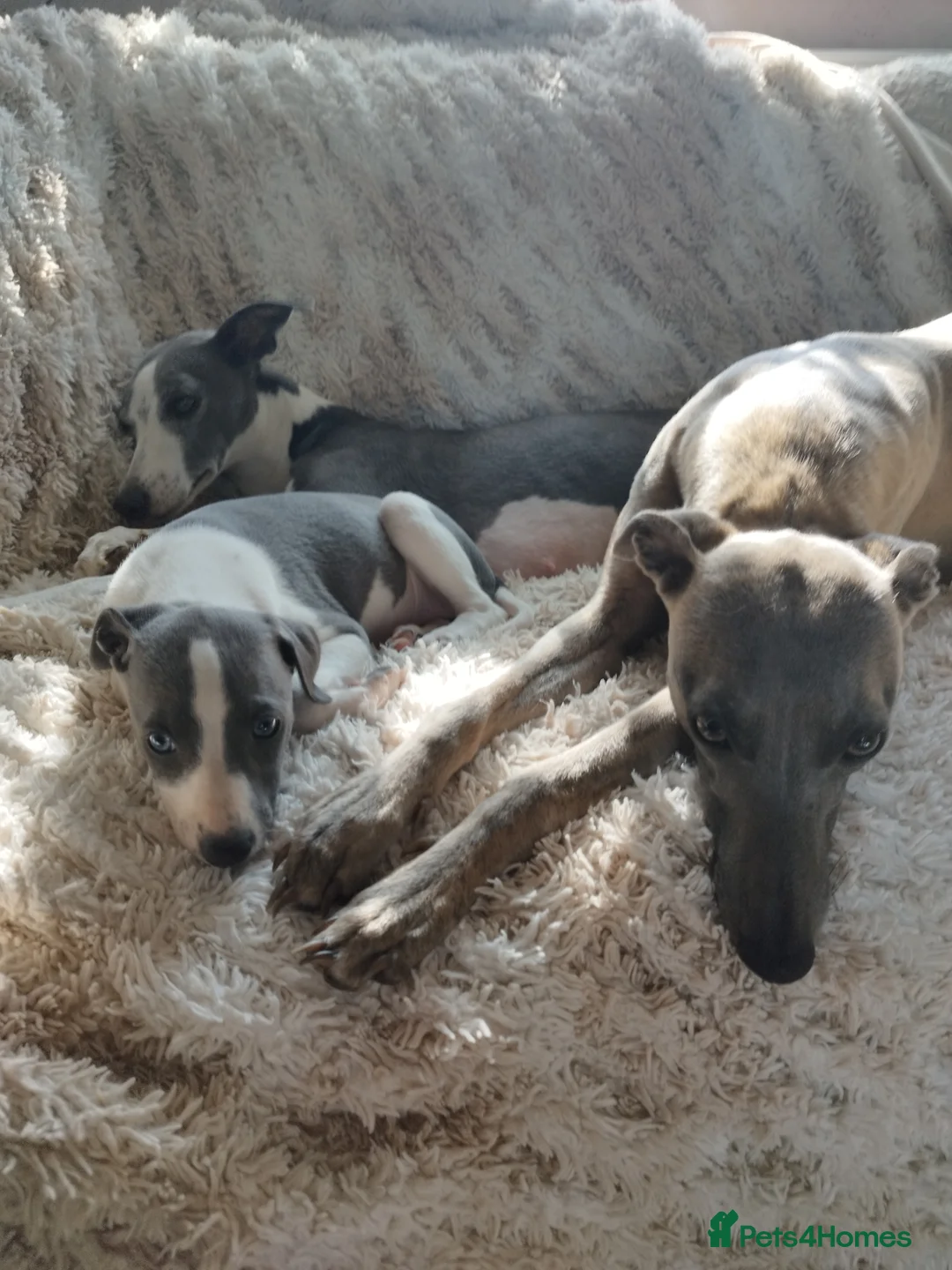 Whippet dogs for sale: Stunning coloured whippet puppies  - Advert 2