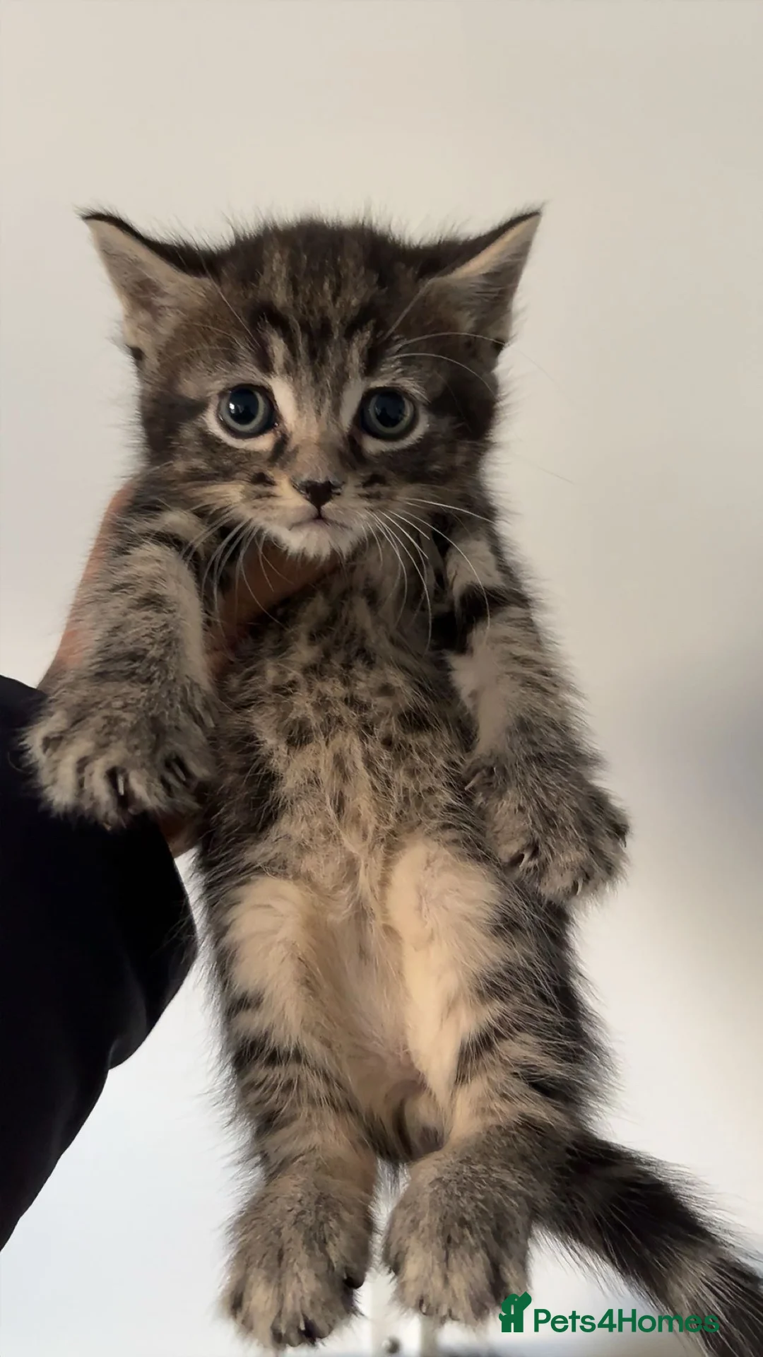 Mixed Breed cats for sale: 2 Adorable kittens - Ready for rehoming! - Advert 3