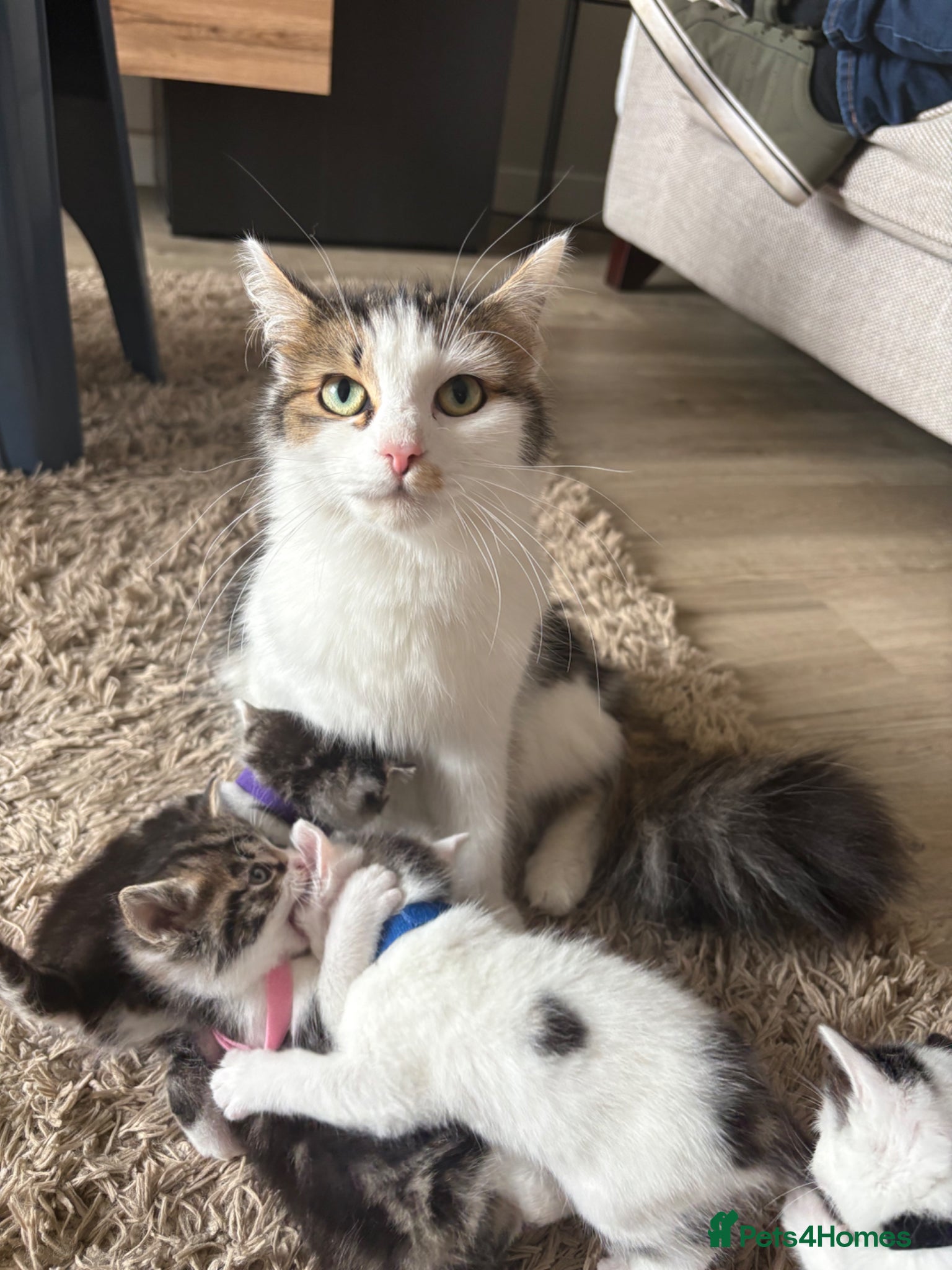 Mixed Breed cats Kittens  - Advert 1