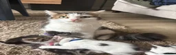 Mixed Breed cats for sale: Kittens  - Advert 1