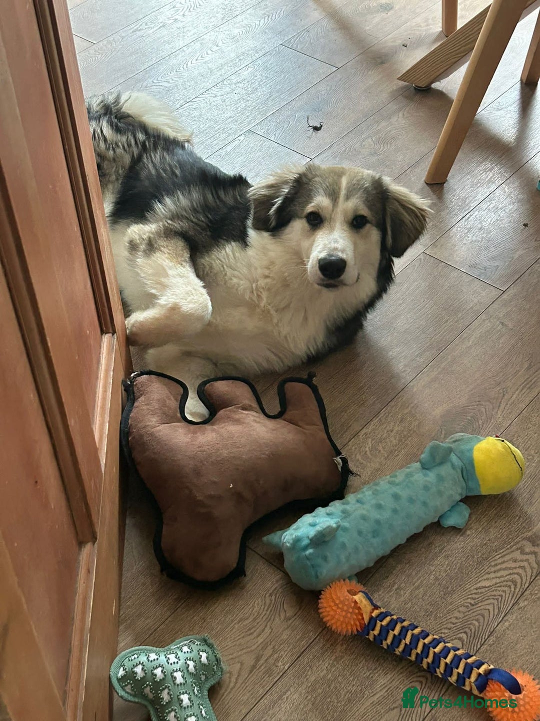 Mixed Breed dogs for adoption: Meet Bolt, currently residing in Blackpool - Advert 7