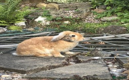 Mini Lop rabbits for sale: 6 weeks old netherland dwarf / mini lop mix - Image 9