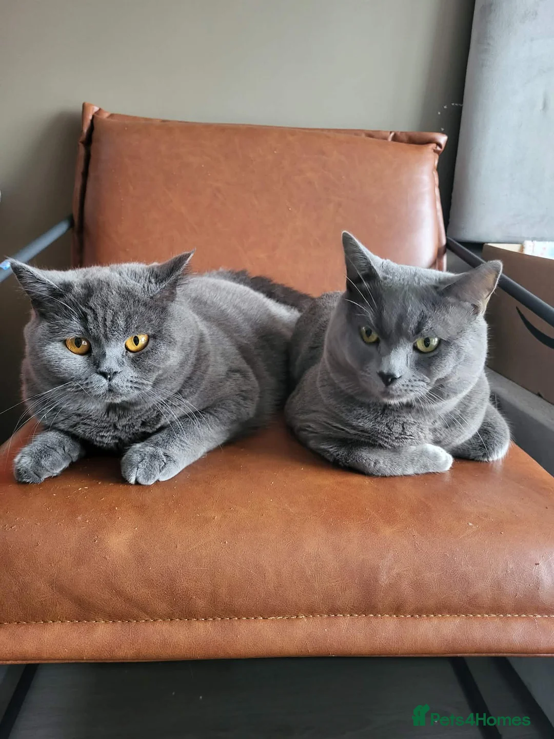 British Shorthair cats for sale: British shorthair  - Advert 1