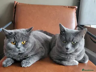 British Shorthair cats British shorthair - Advert 1