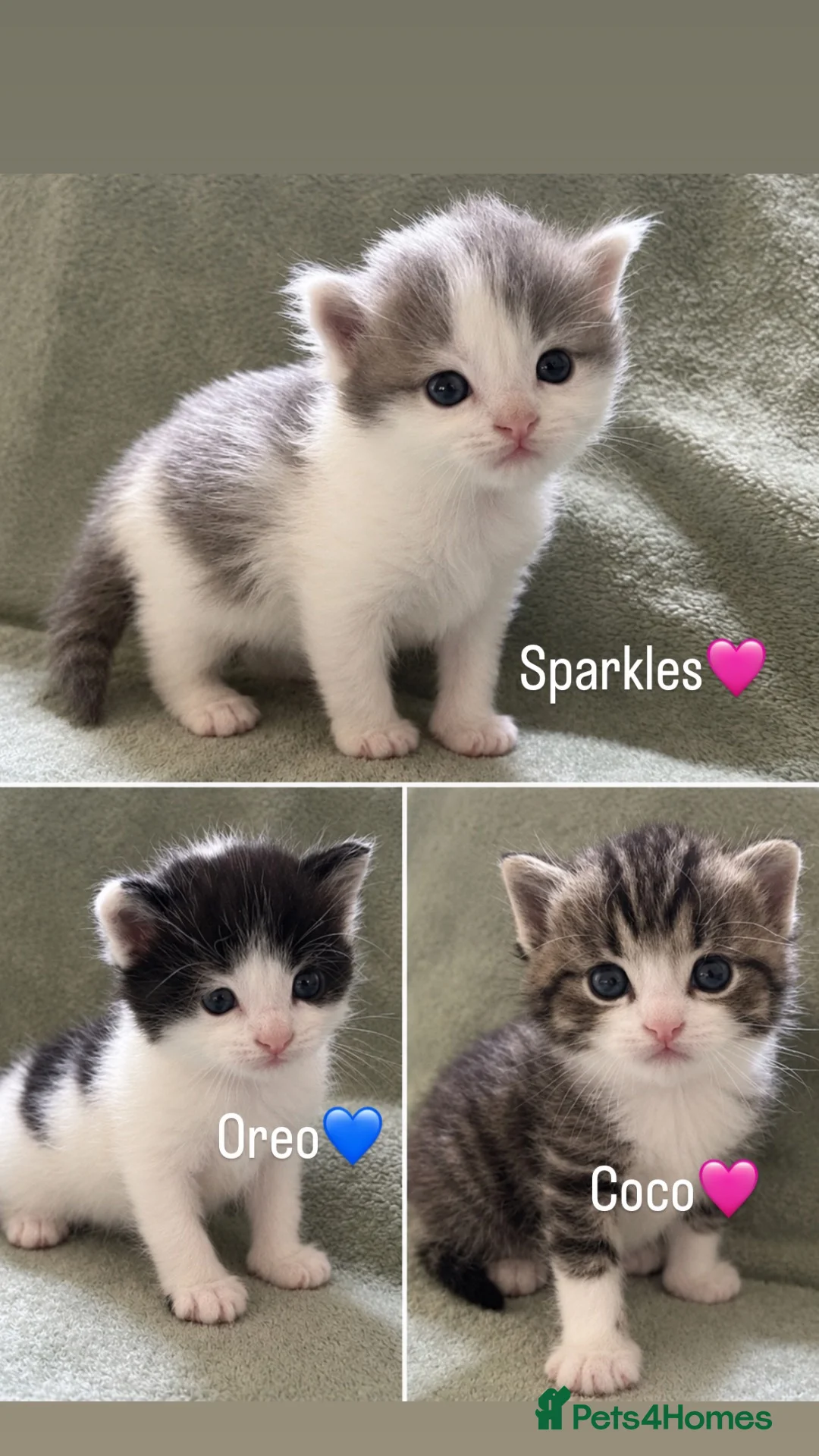 British Shorthair cats for sale: Kittens  in Diss - Advert 5