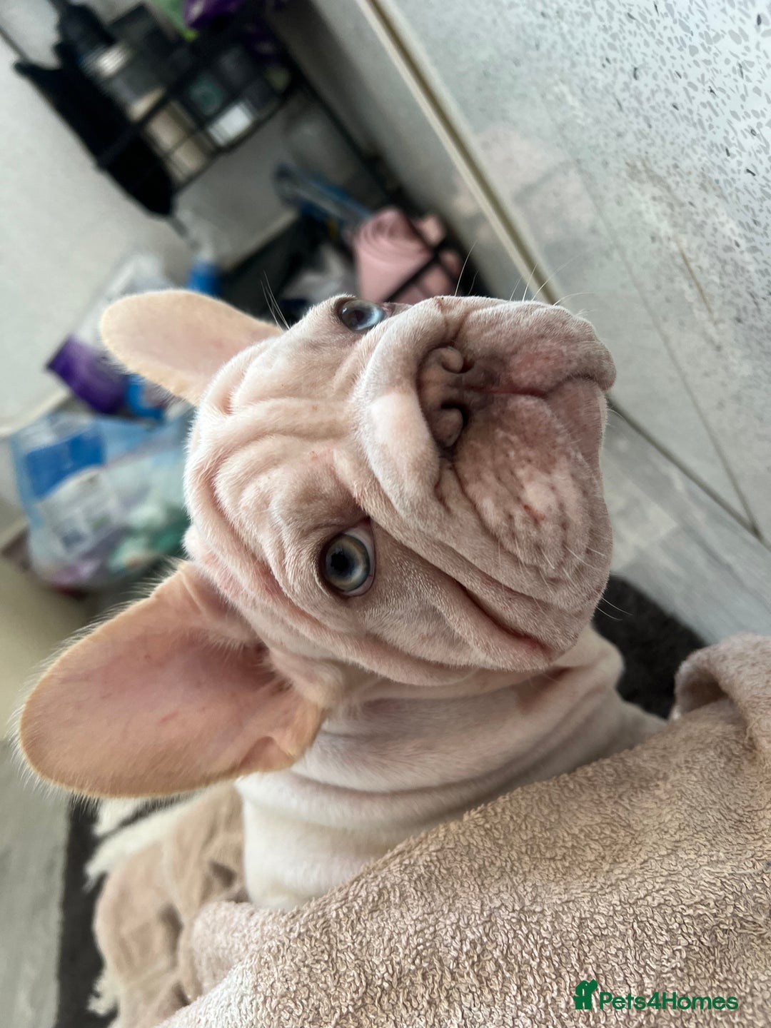 French Bulldog dogs for sale: Velvet and Fluffy french bulldogs  - Image 11
