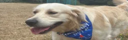 Golden Retriever dogs for sale: Gorgeous Chunky Golden Retriever Puppies - Advert 2