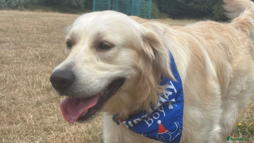 Golden Retriever dogs for sale: Gorgeous Chunky Golden Retriever Puppies - Advert 2