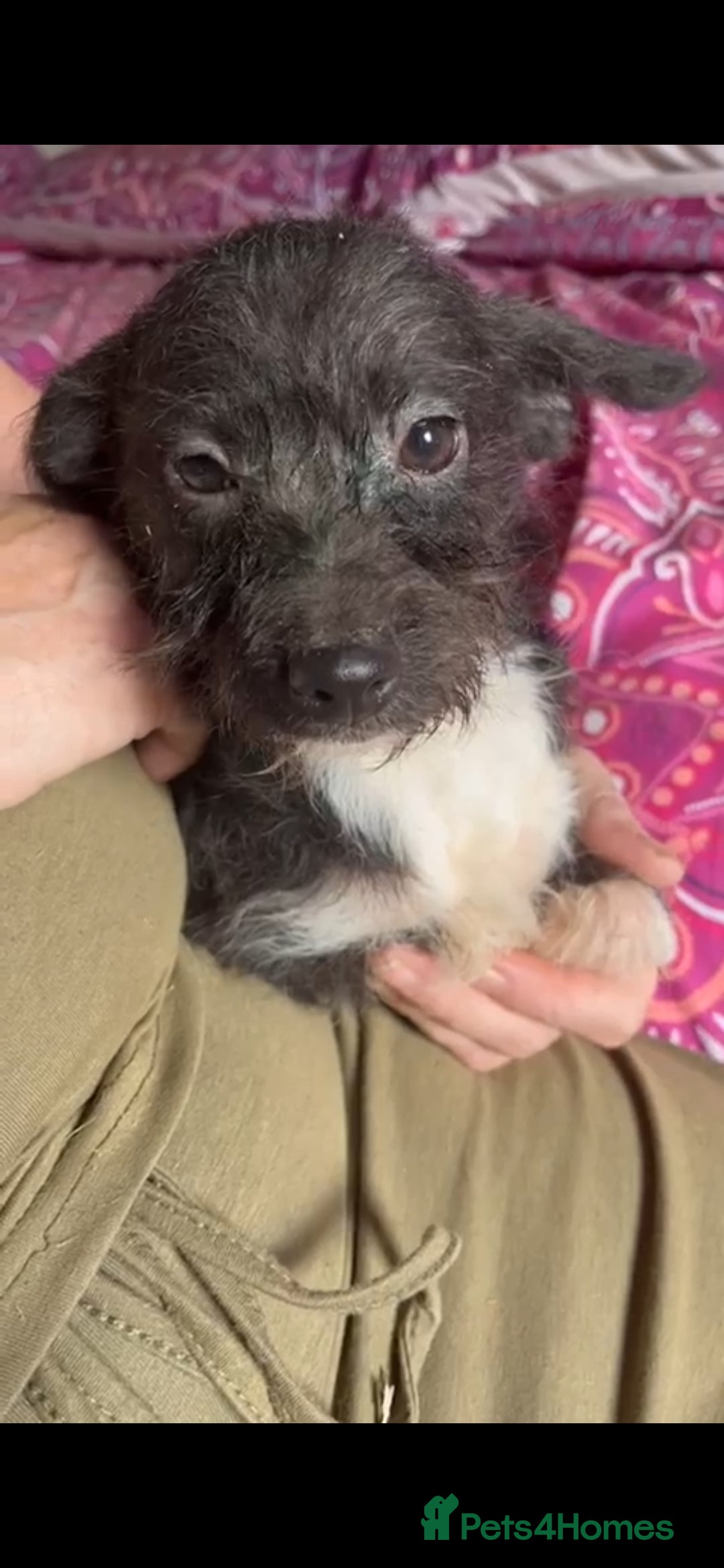 Jackapoo dogs for sale: Beautiful jackapoo puppies - Image 1