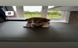 Jack Russell dogs for sale: 3 Jack Russel pups  - Image 3