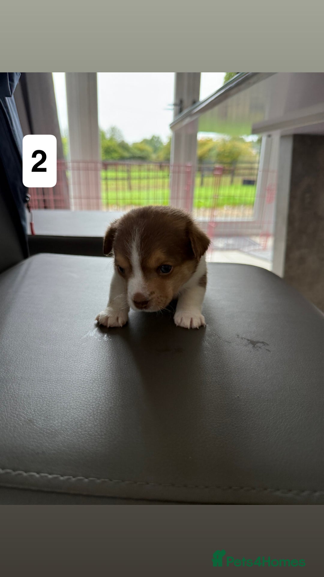 Jack Russell dogs for sale: 3 Jack Russel pups  - Image 3