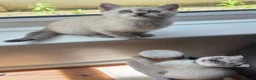 Scottish Fold cats for sale: Scottish Fold &Scottish Straight - Advert 21