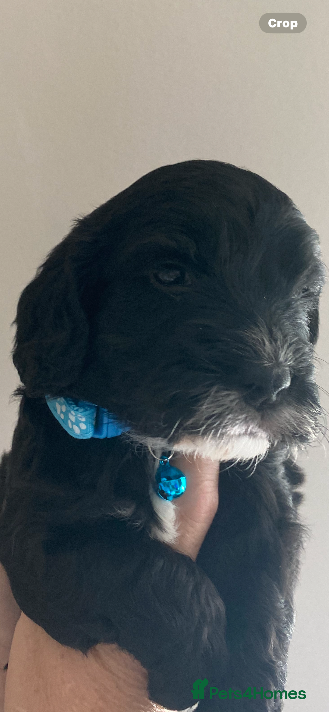 Cockapoo dogs for sale:  🐾 Adorable Cockapoo Puppies 🐾 - Image 3