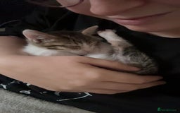 Mixed Breed cats for sale: Two beautiful ladies 💜 - Image 9