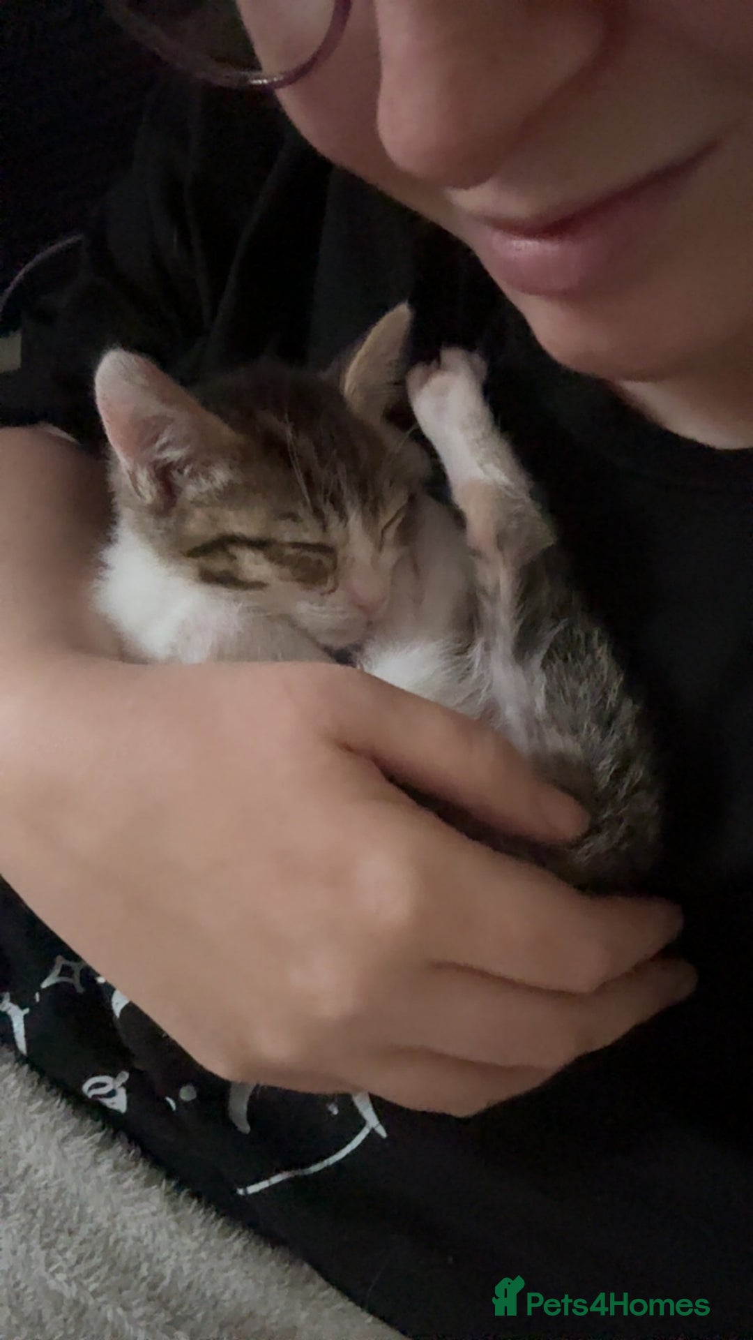 Mixed Breed cats for sale: Two beautiful ladies 💜 - Image 9