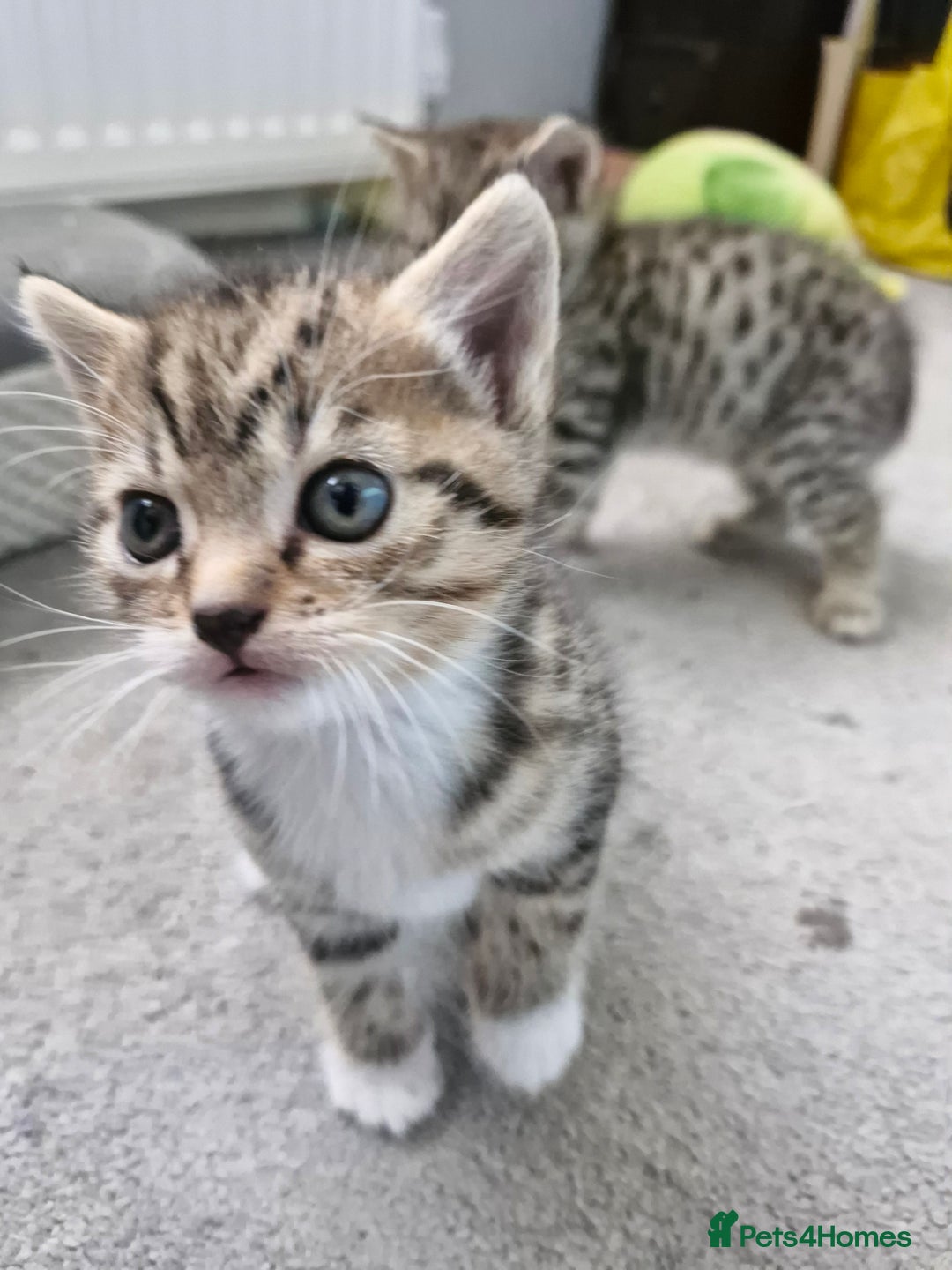 Mixed Breed cats for sale: 2 beautiful female bengal mix kittens  - Advert 5