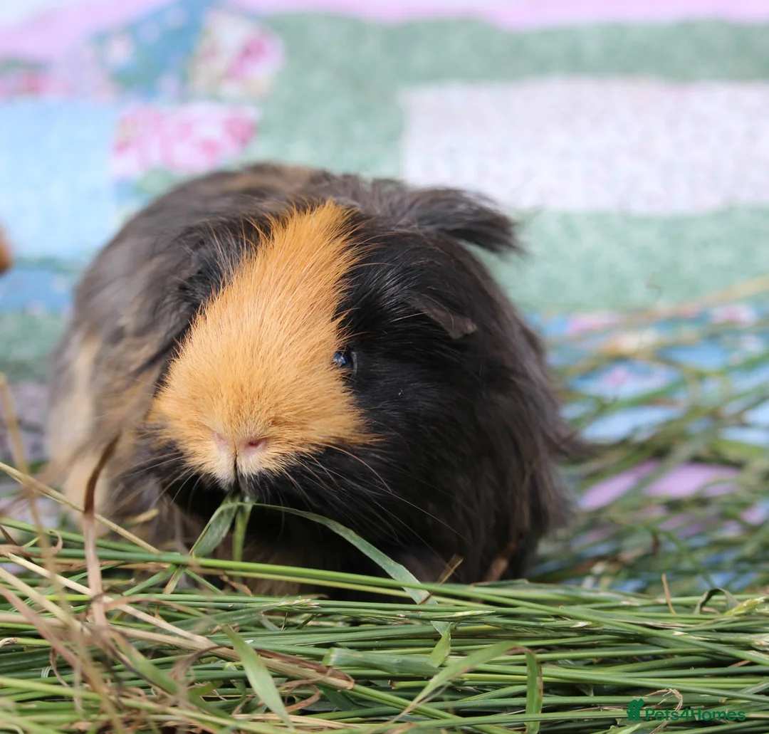 Guinea Pig rodents for sale: 4 Female Guinea Pigs For Adoption  - Advert 2