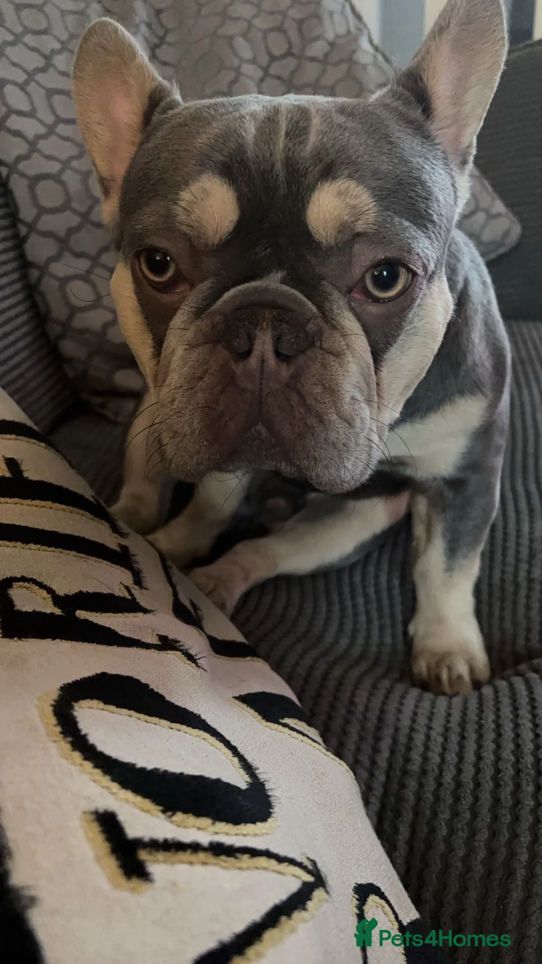 French Bulldog dogs for sale: Blue and tan frenchie  - Advert 4