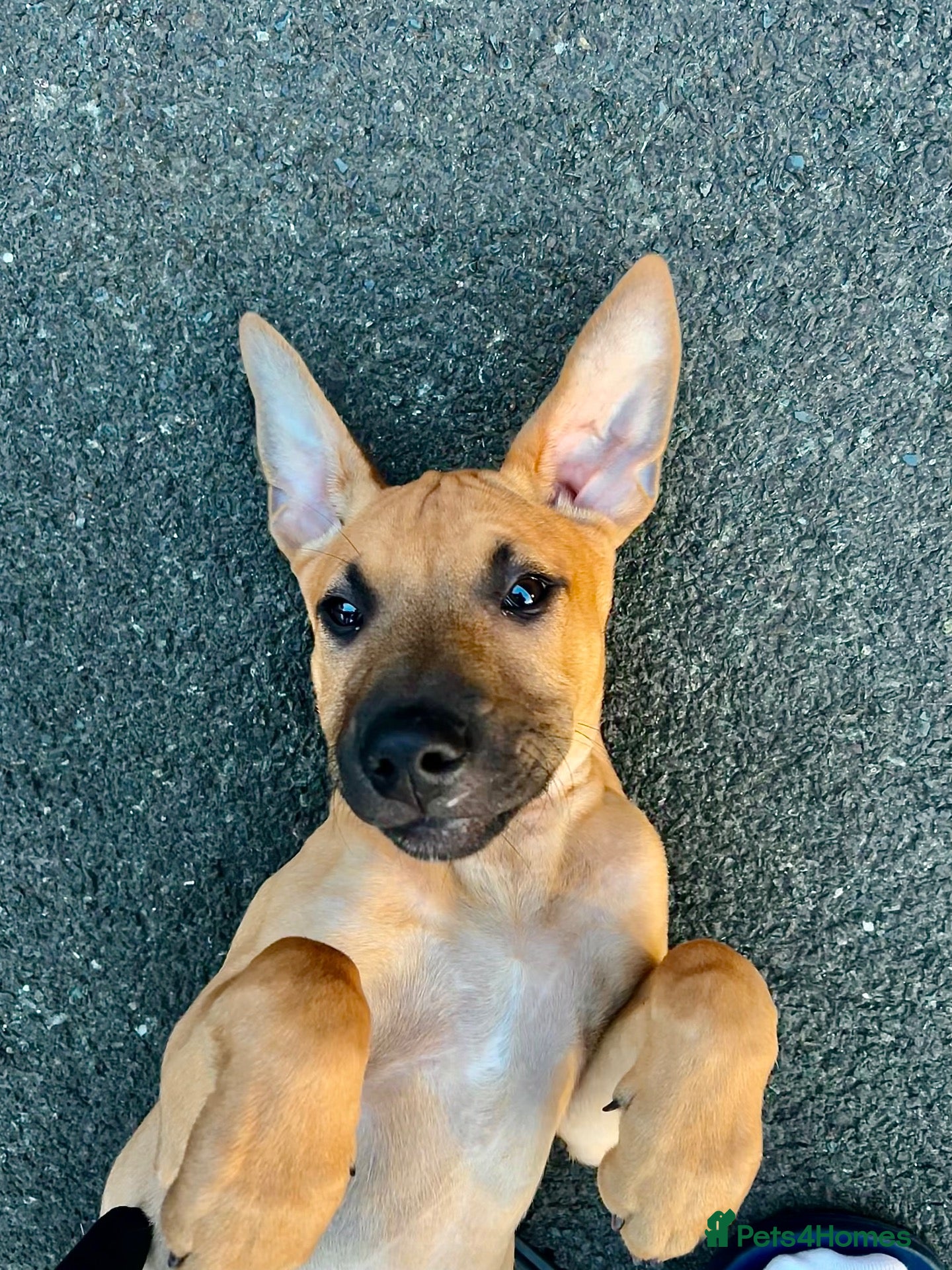 Mixed Breed dogs Mali cross bully pup for sale - Advert 2