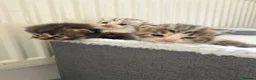 Persian cats for sale: Adorable Persian chinchilla mixed kittens  in Luton - Advert 6