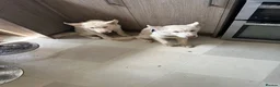 Siberian Husky dogs for sale: 3 Husky Puppies For Sale  - Advert 6