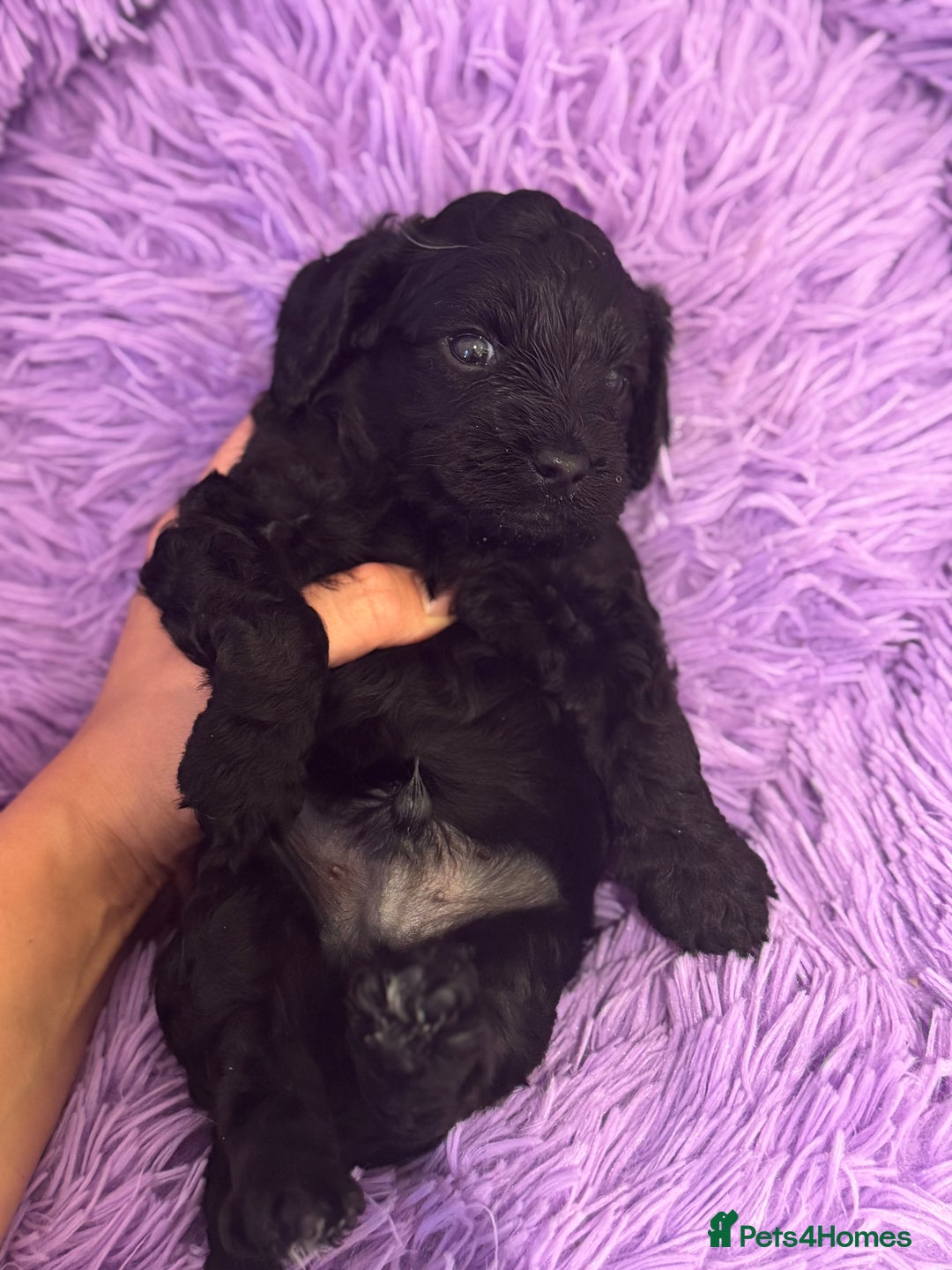 Cavapoo dogs for sale: Beautiful health tested Cavapoo’s 2 black puppies  - Image 3
