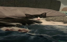 Mixed Breed cats for sale: ADORABLE KITTENS LOOKING FOR A FOREVER HOME 💗 - Image 5