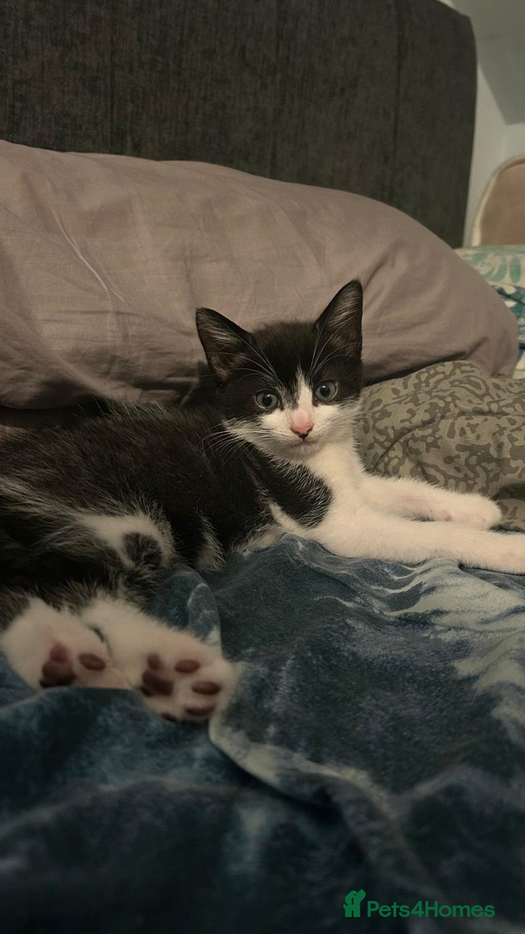 Mixed Breed cats for sale: ADORABLE KITTENS LOOKING FOR A FOREVER HOME 💗 - Image 5