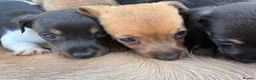 Jack Russell dogs for sale:  Jack Russell puppies for sale  - Advert 17