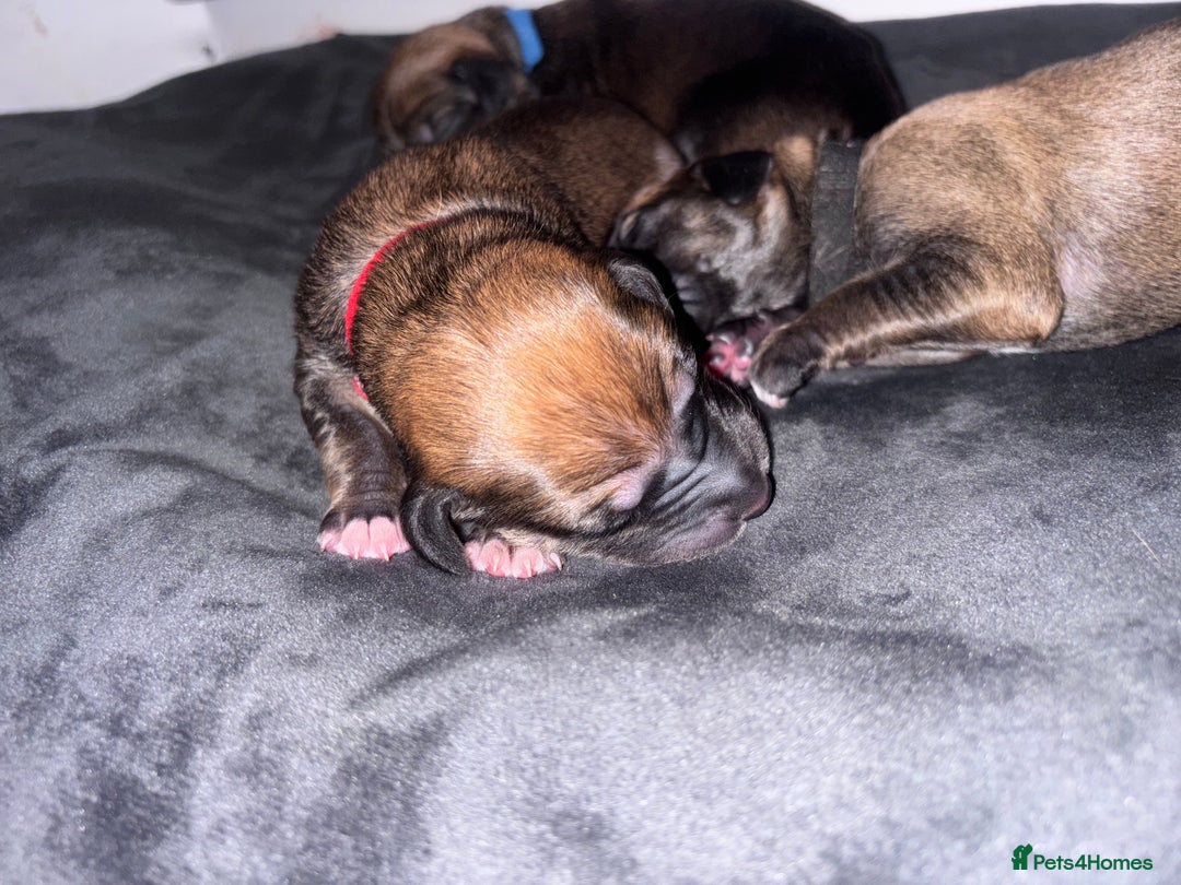 Mixed Breed dogs for sale: Saluki Bull Grey Puppies  - Image 17