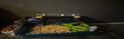 Hamster rodents for sale: Syrian hamster  in Derby - Advert 4